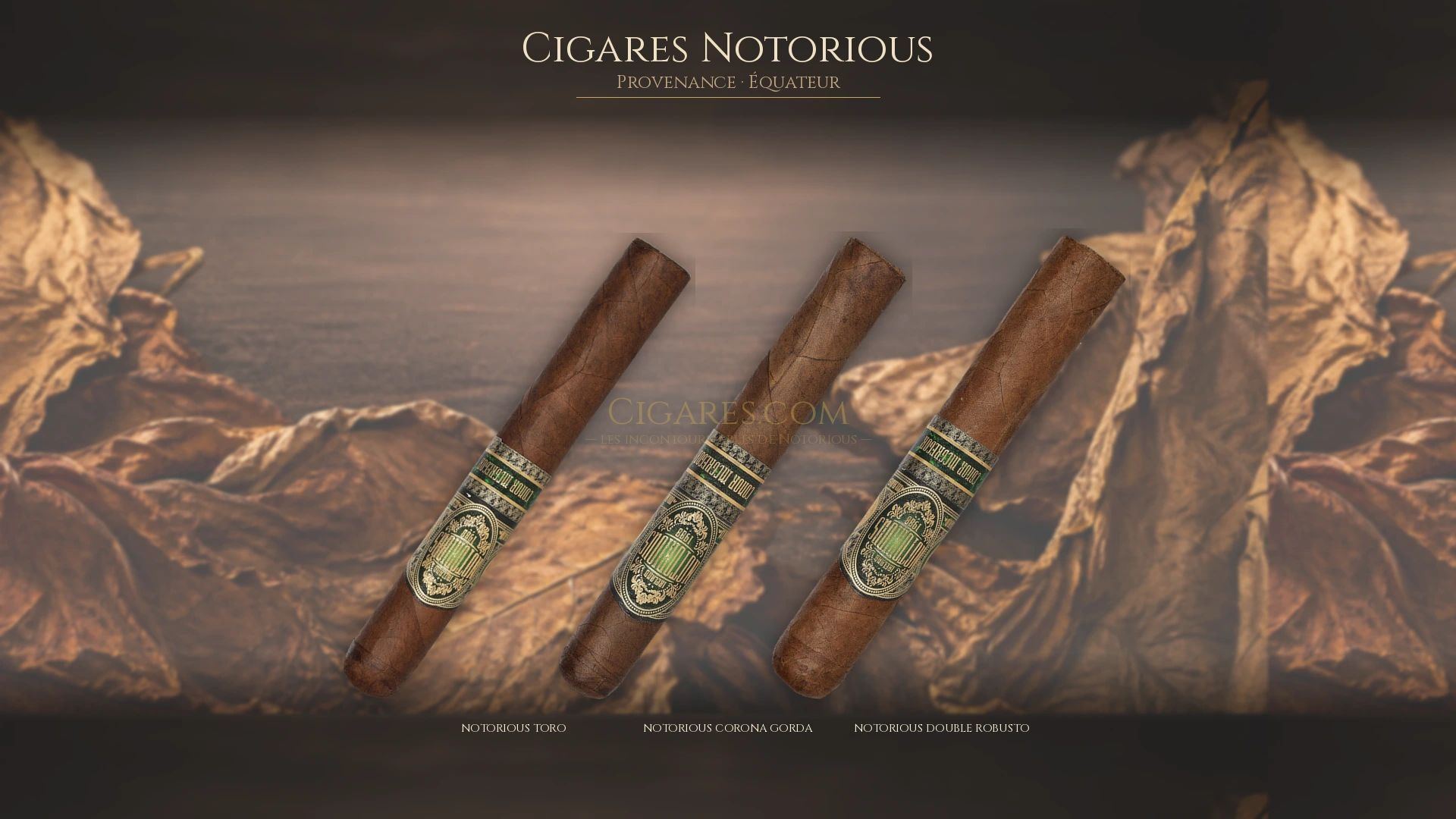 Top 5 cigares Notorious — les plus populaires