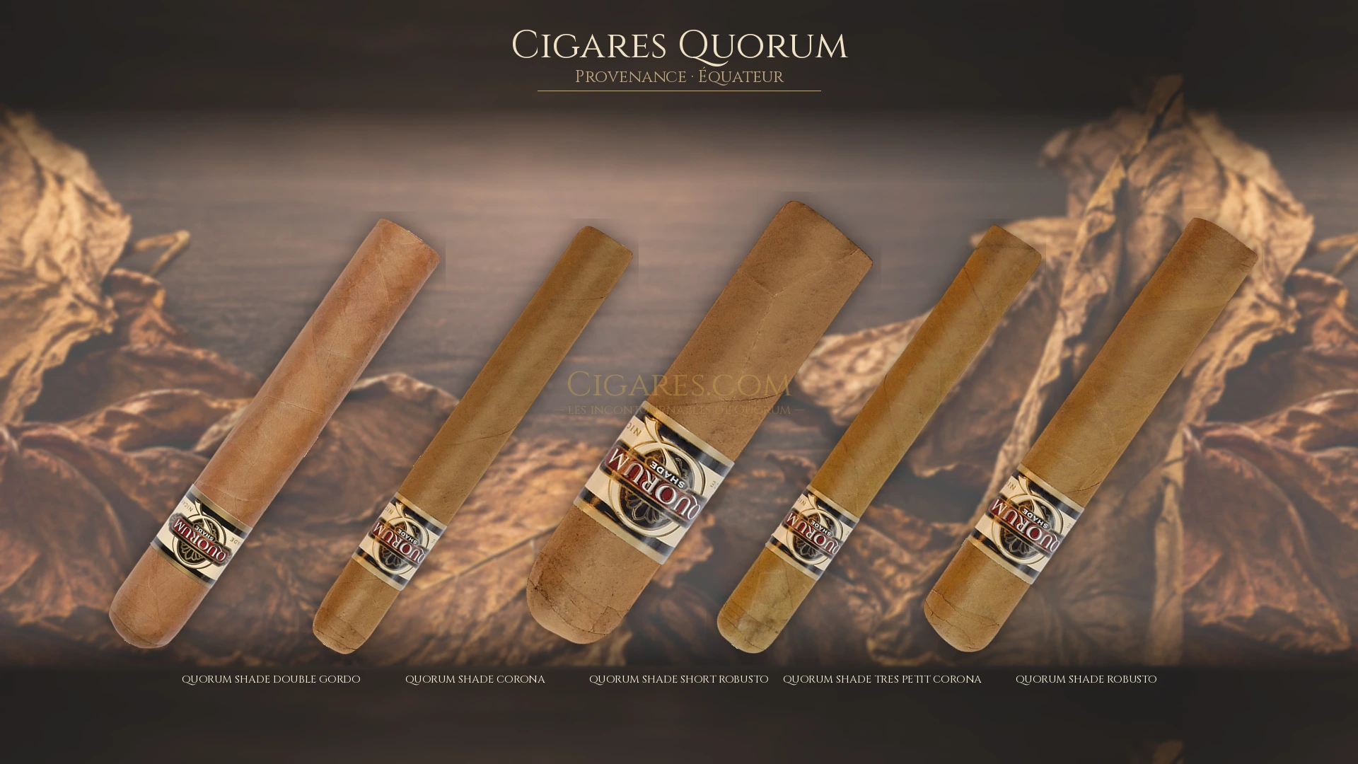 Top 5 cigares Quorum — les plus populaires