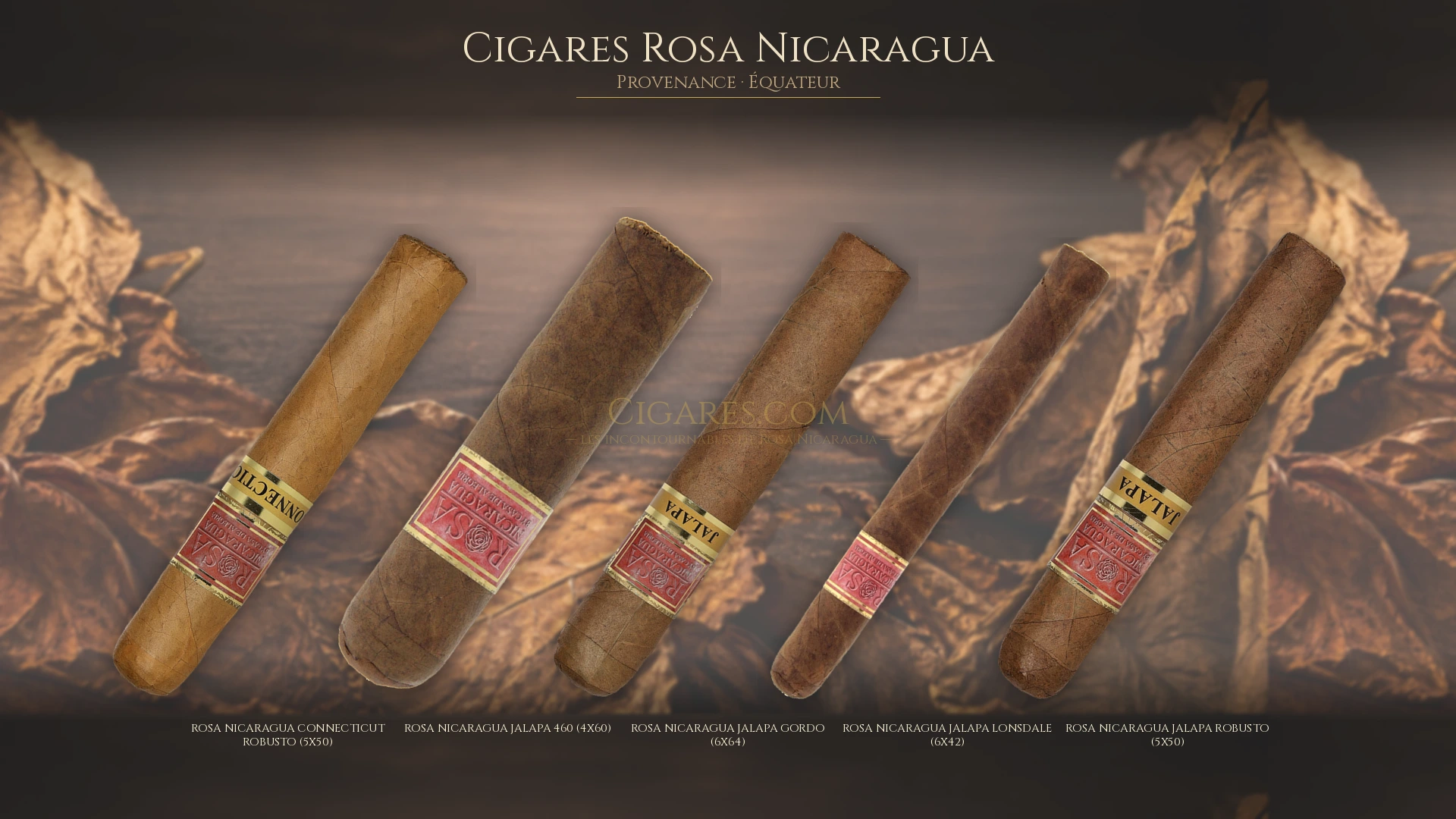 Top 5 cigares Rosa Nicaragua — les plus populaires