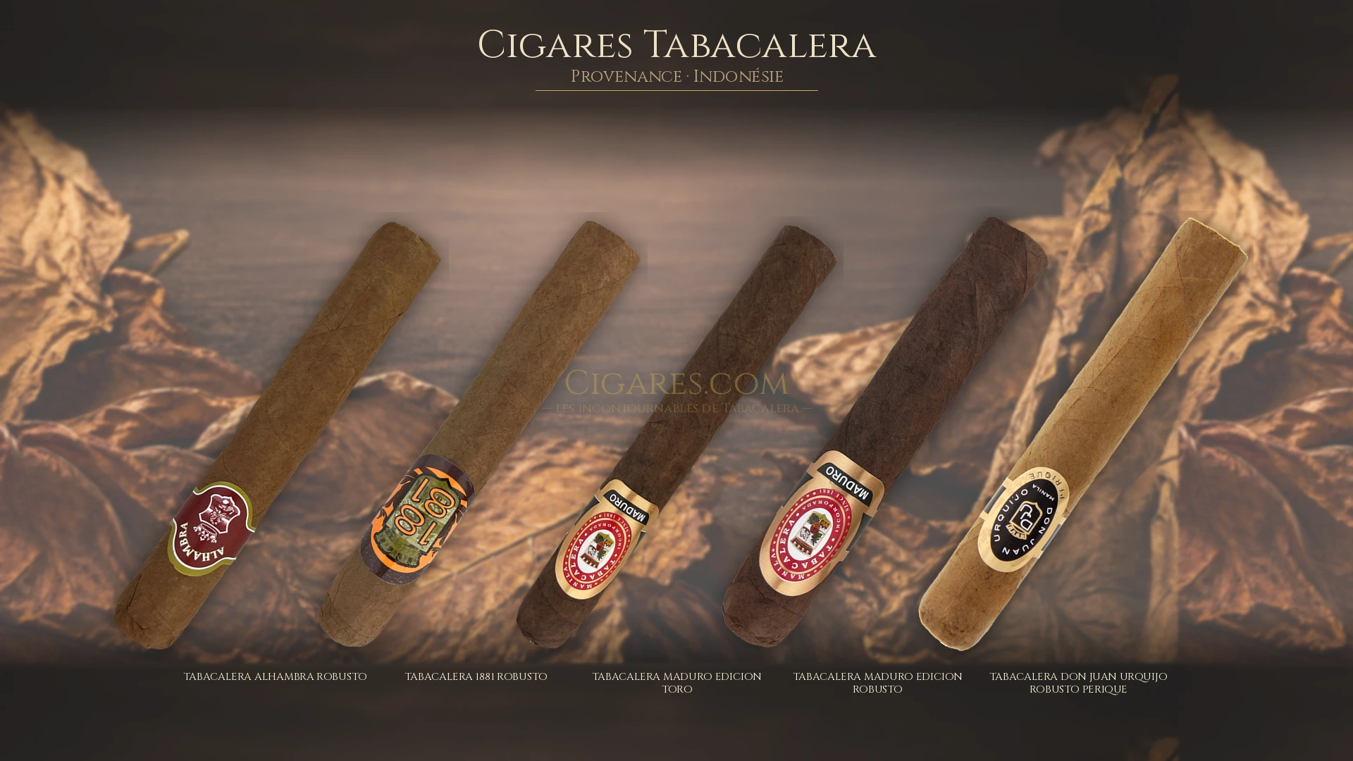 Top 5 cigares Tabacalera — les plus populaires